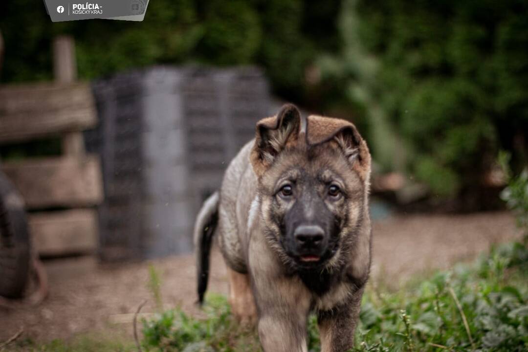 FOTO: Aja je novou členkou košickej polície, raz z nej bude služobný pes, foto 5