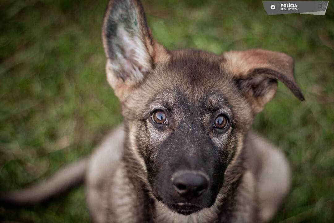 FOTO: Aja je novou členkou košickej polície, raz z nej bude služobný pes, foto 6
