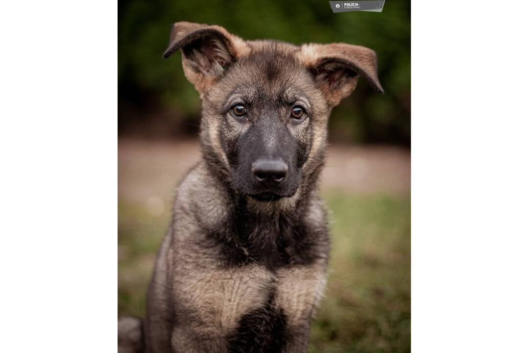 FOTO: Aja je novou členkou košickej polície, raz z nej bude služobný pes, foto 1