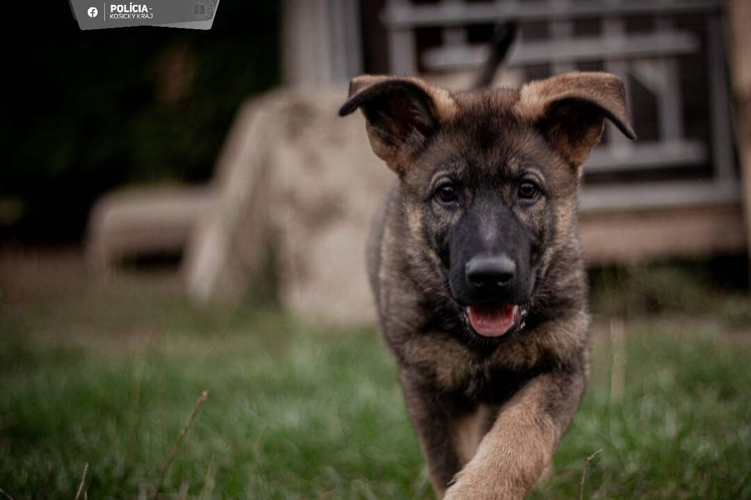 FOTO: Aja je novou členkou košickej polície, raz z nej bude služobný pes, foto 7