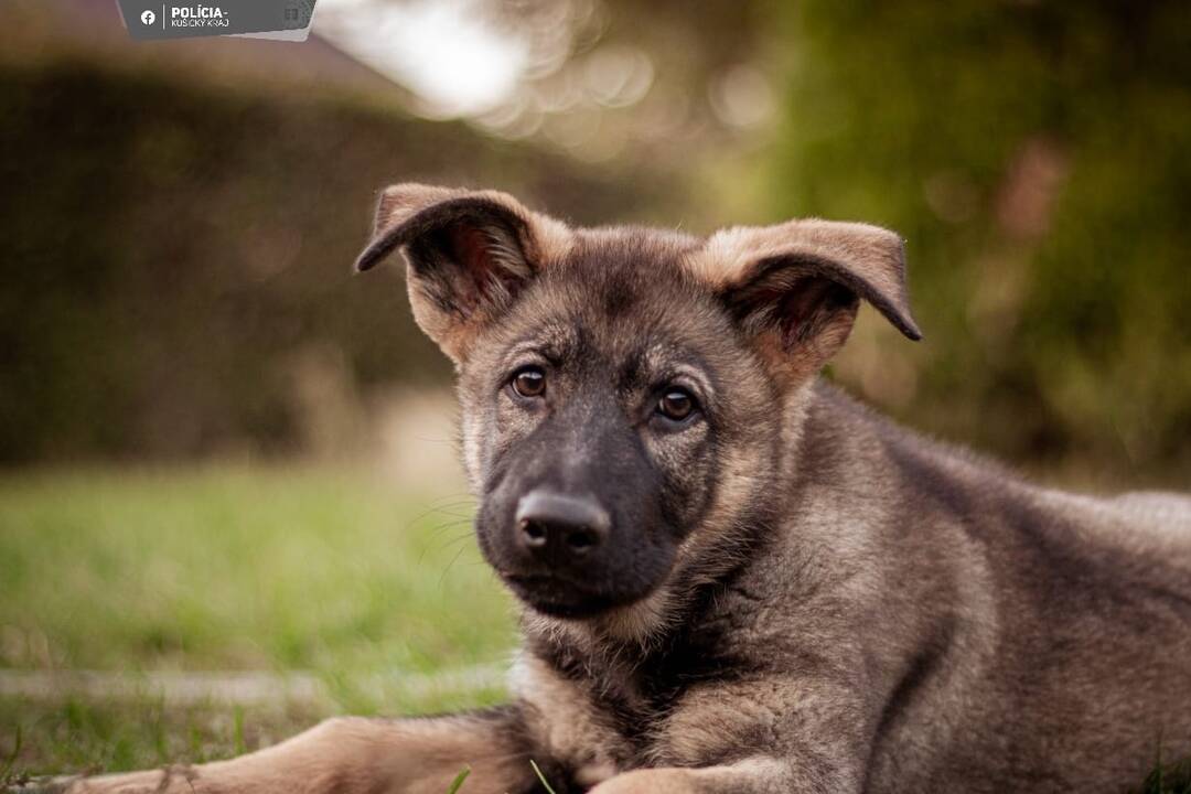 FOTO: Aja je novou členkou košickej polície, raz z nej bude služobný pes, foto 9