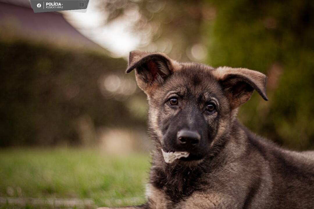 FOTO: Aja je novou členkou košickej polície, raz z nej bude služobný pes, foto 10
