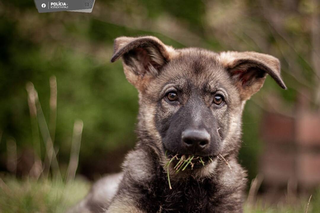 FOTO: Aja je novou členkou košickej polície, raz z nej bude služobný pes, foto 11