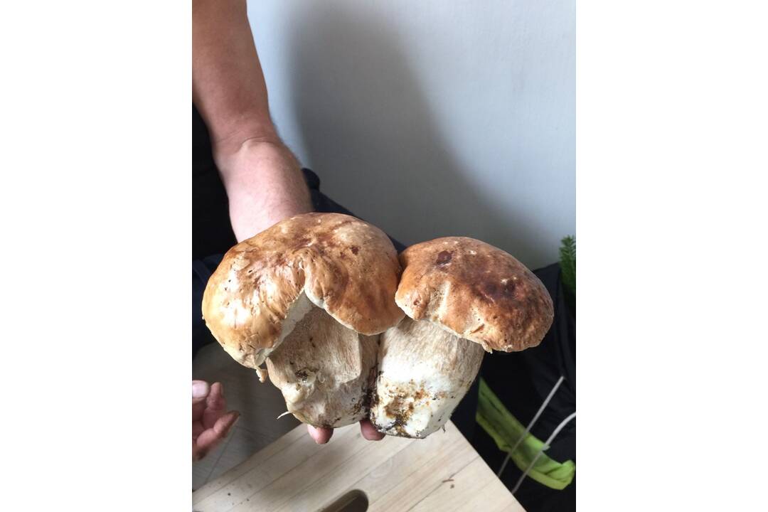 FOTO: Hubári sa vytešujú z plných košíkov, foto 30