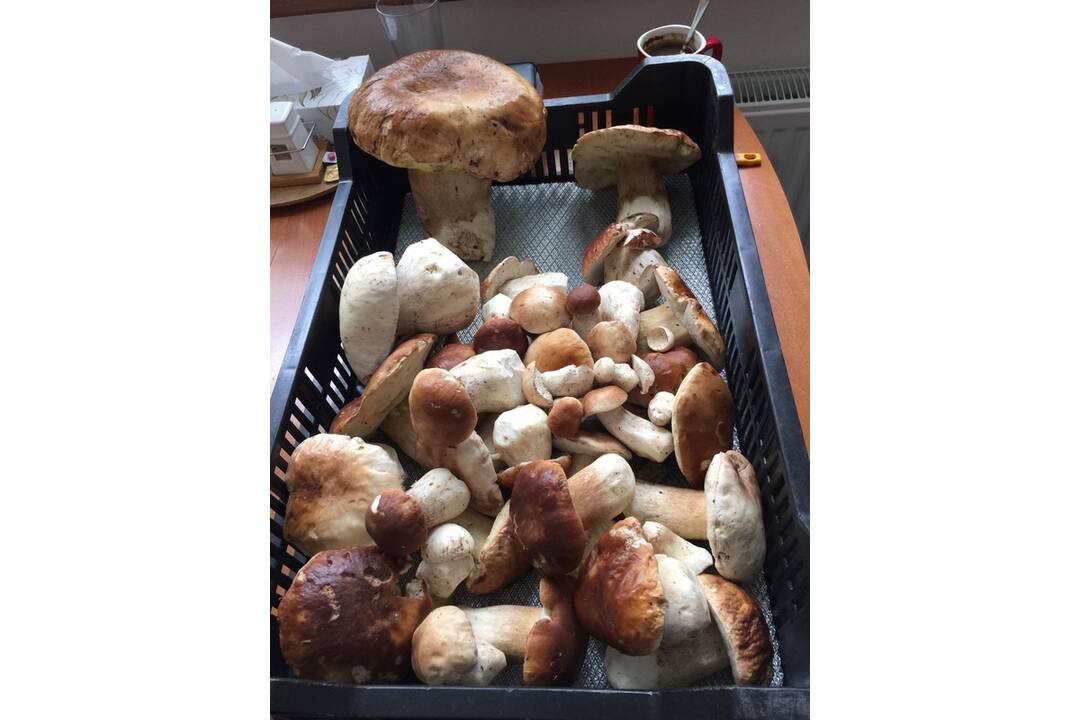 FOTO: Hubári sa vytešujú z plných košíkov, foto 10