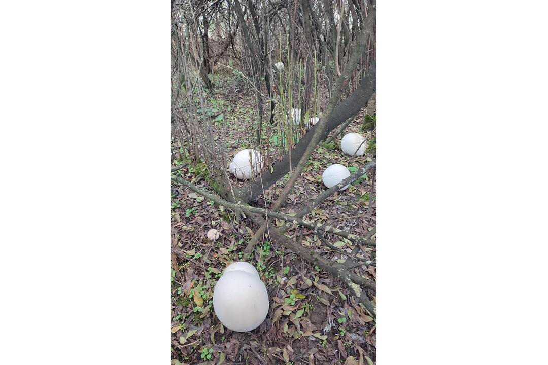 FOTO: Hubári sa vytešujú z plných košíkov, foto 18