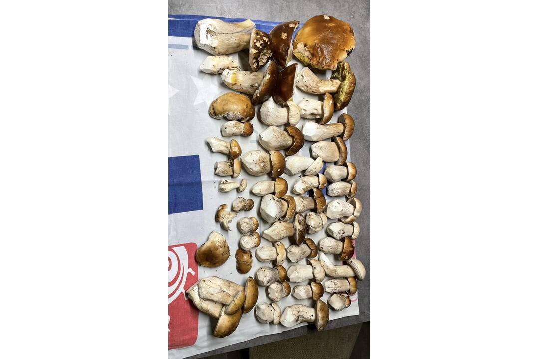 FOTO: Hubári sa vytešujú z plných košíkov, foto 4