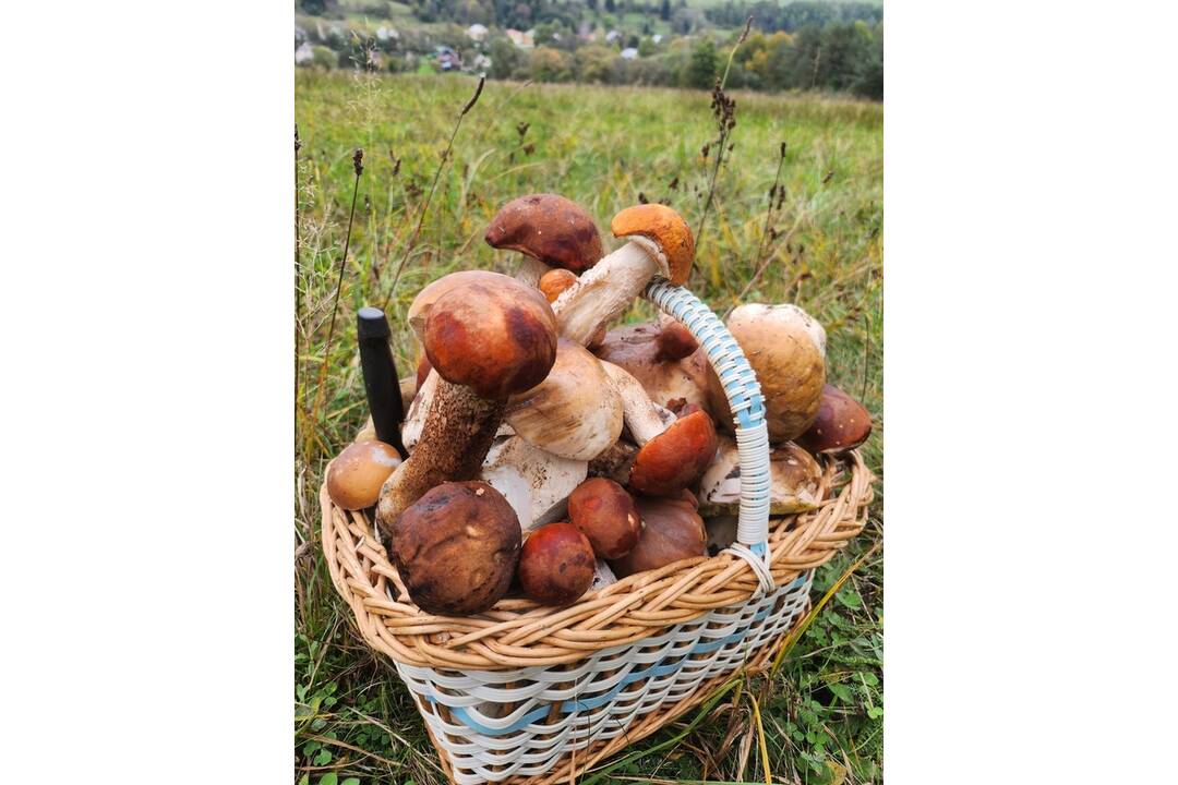 FOTO: Hubári sa vytešujú z plných košíkov, foto 7