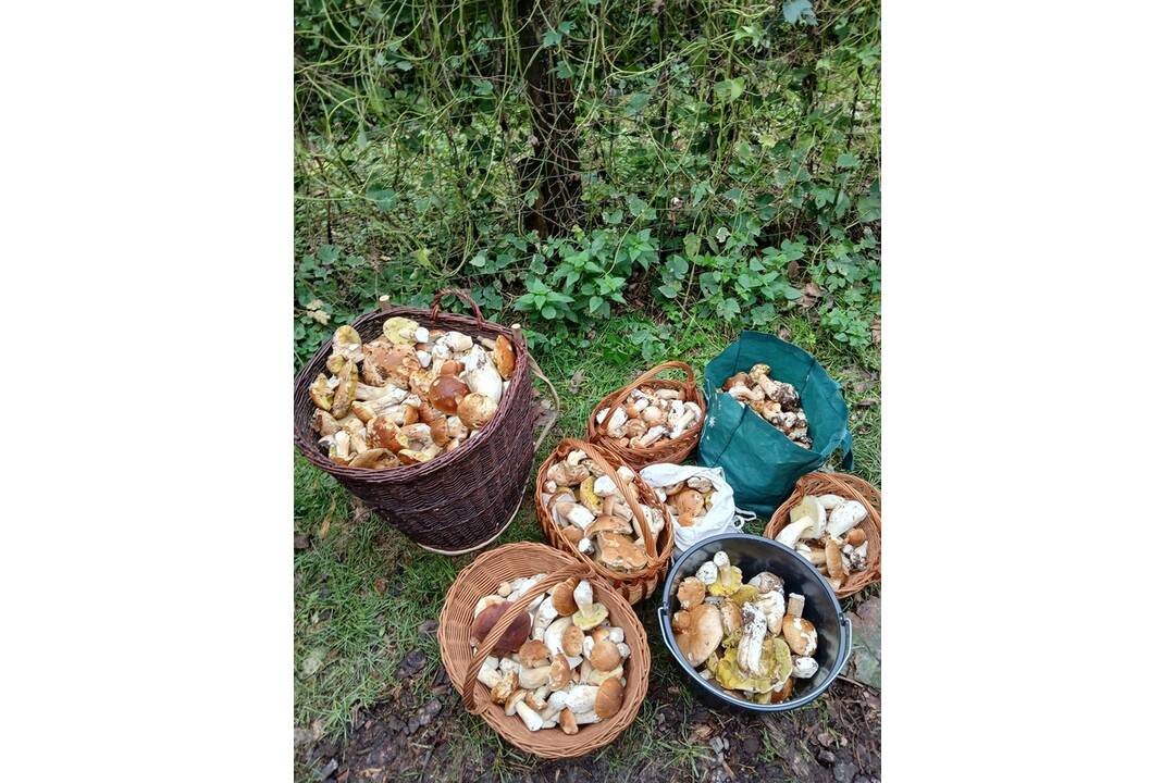 FOTO: Hubári sa vytešujú z plných košíkov, foto 11