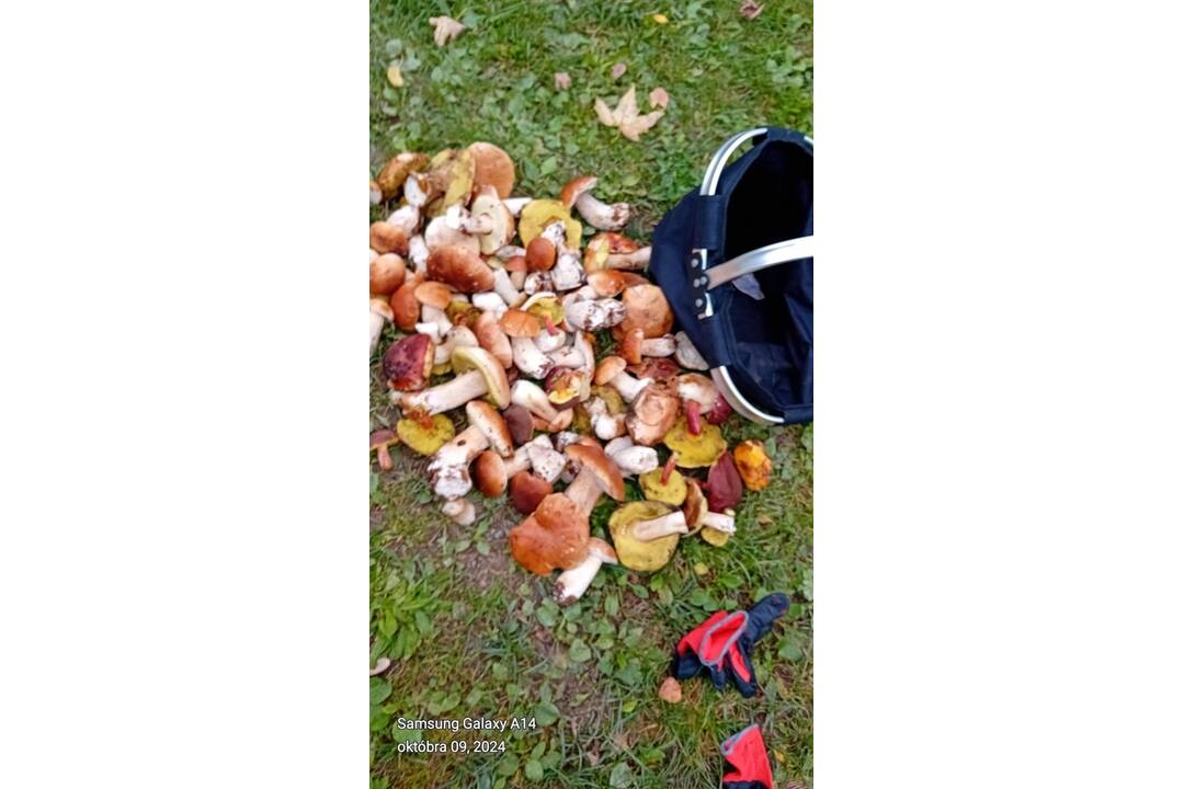 FOTO: Hubári sa vytešujú z plných košíkov, foto 20