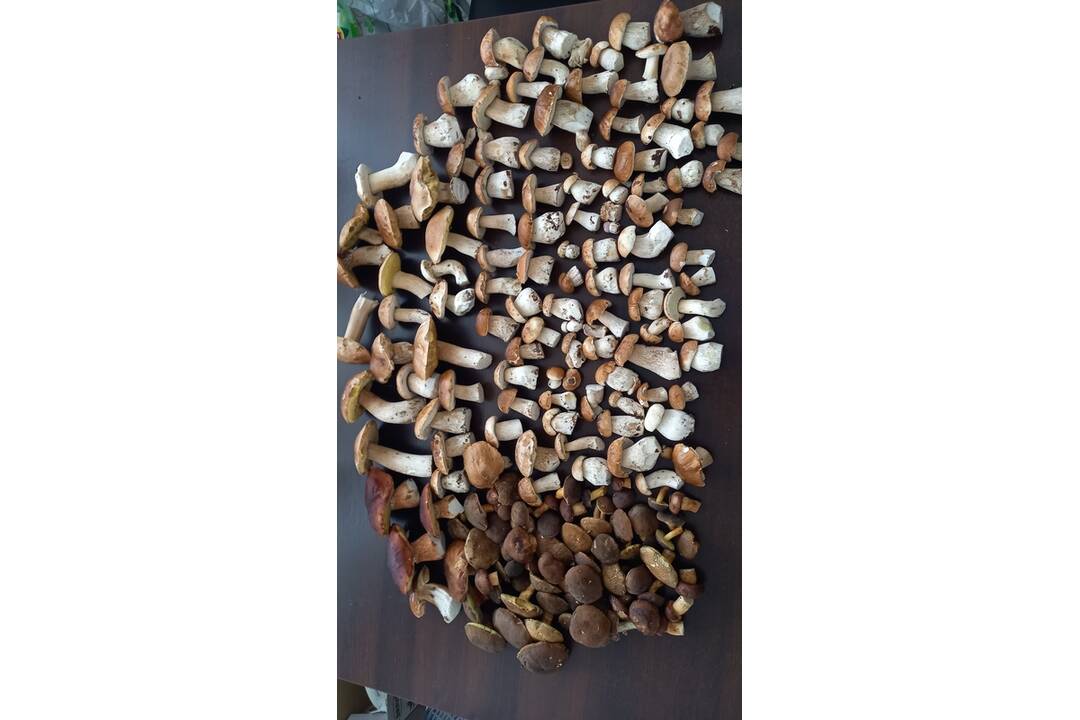 FOTO: Hubári sa vytešujú z plných košíkov, foto 8