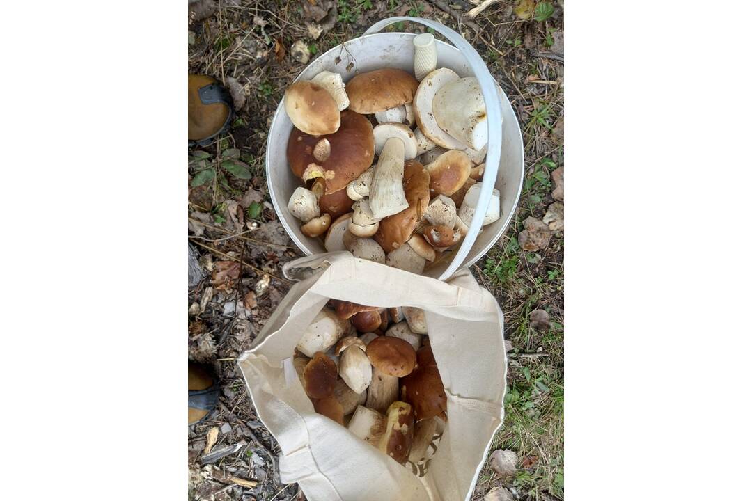 FOTO: Hubári sa vytešujú z plných košíkov, foto 29