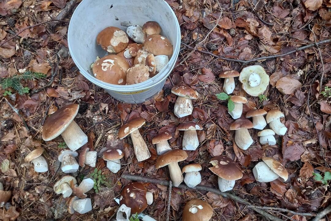 FOTO: Hubári sa vytešujú z plných košíkov, foto 31