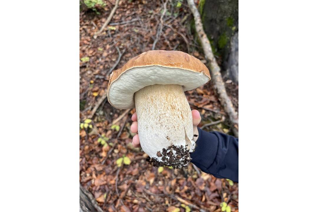 FOTO: Hubári sa vytešujú z plných košíkov, foto 3