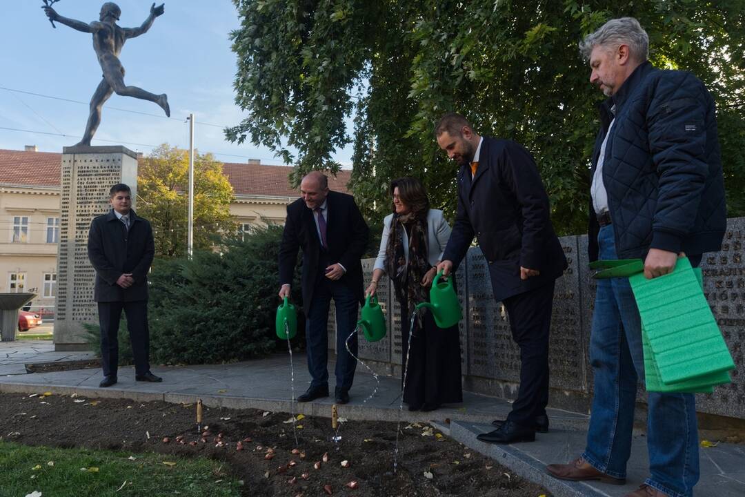 FOTO: Košice sa na jar premenia na Holandsko, foto 5