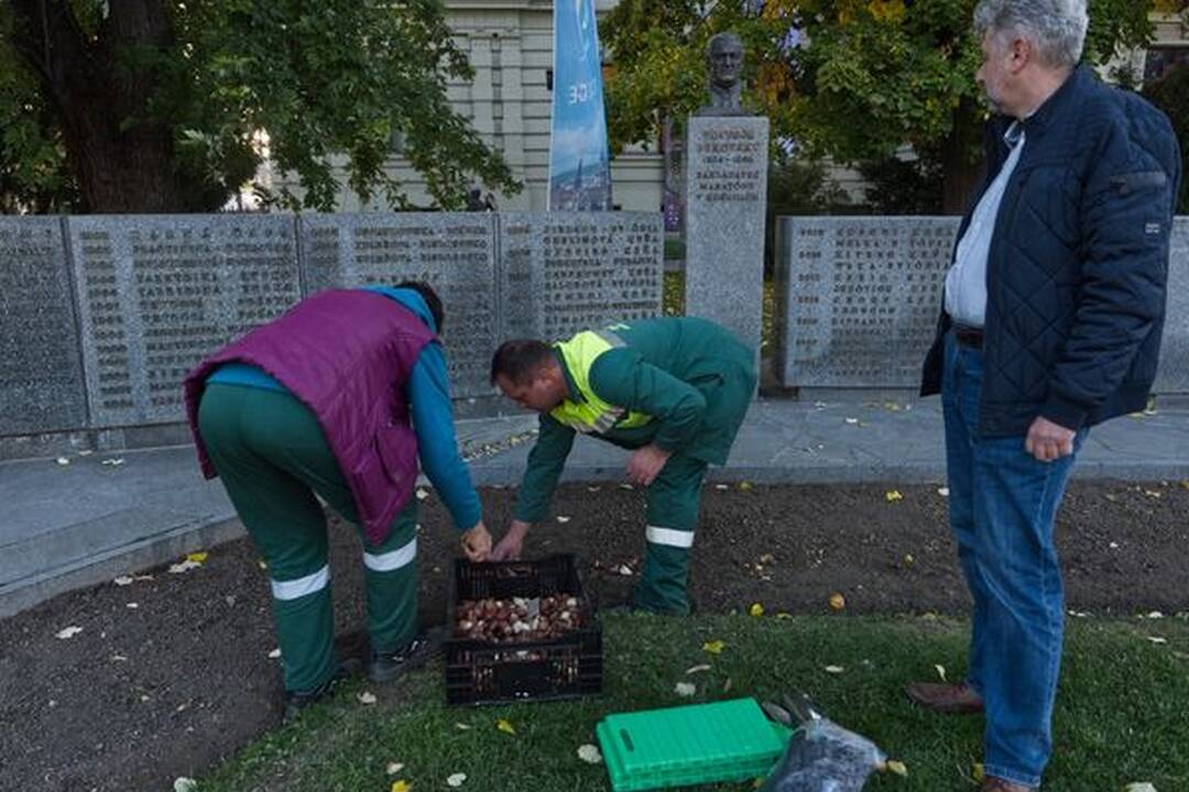 FOTO: Košice sa na jar premenia na Holandsko, foto 7