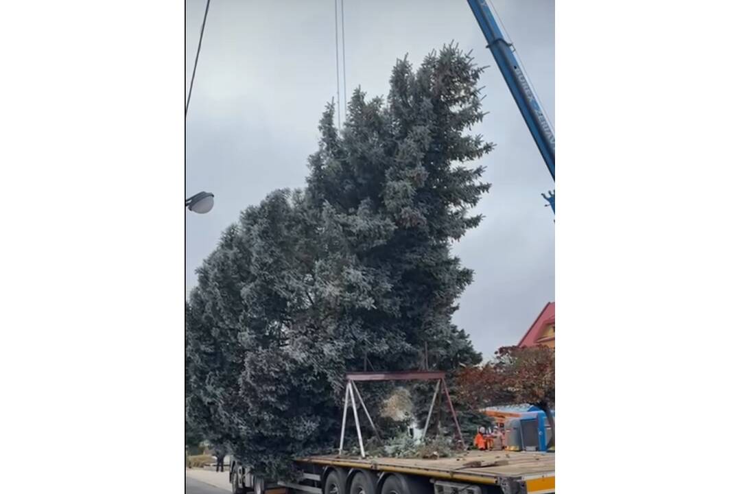 FOTO: Na námestí v Michalovciach sa už týči vianočný stromček, foto 9