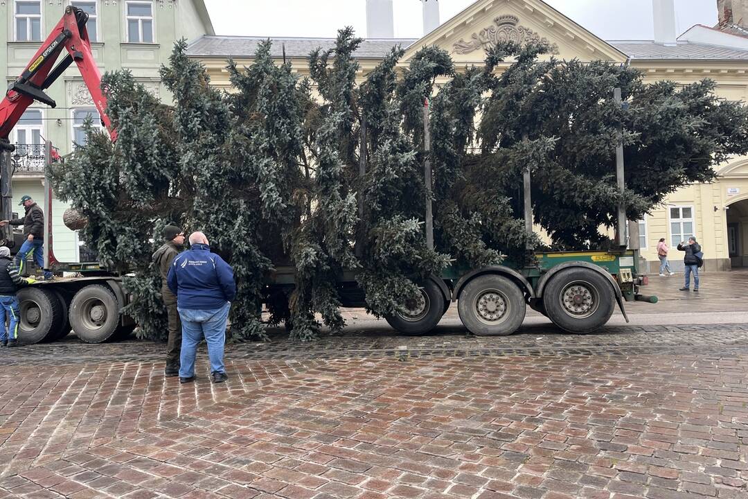 Vianočný stromček dorazil na Hlavnú, foto 3