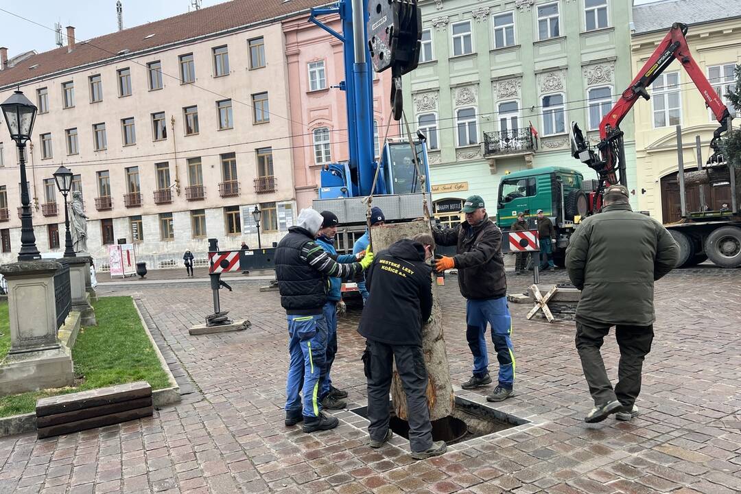 Vianočný stromček dorazil na Hlavnú, foto 6
