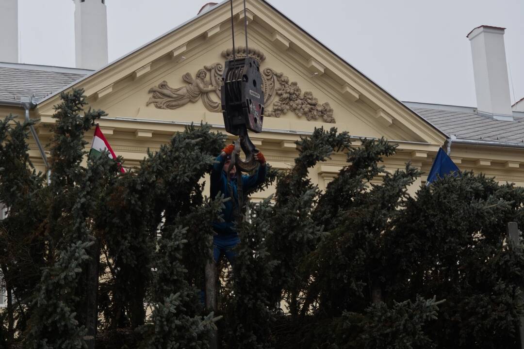 Vianočný stromček dorazil na Hlavnú, foto 16