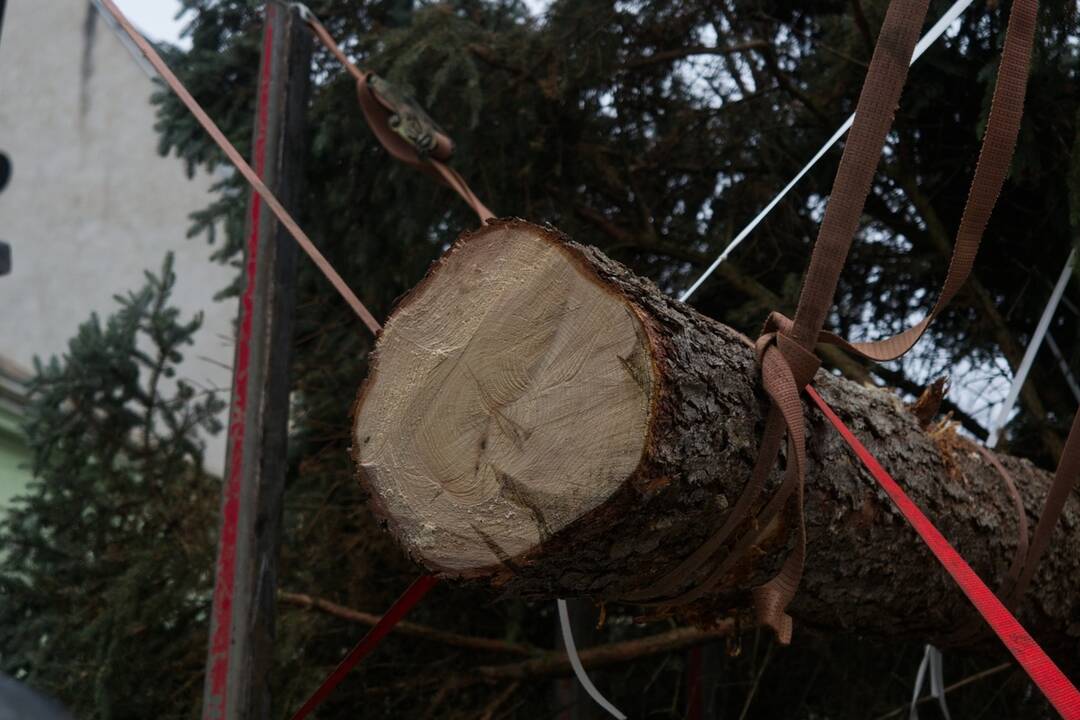 Vianočný stromček dorazil na Hlavnú, foto 19