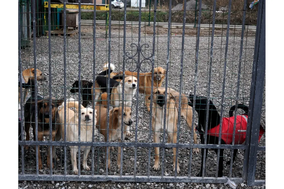 Košičania mysleli pred Vianocami aj na opustených chlpáčikov, foto 2