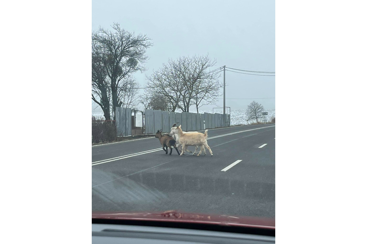 FOTO: Vodička bola vystavená milému pohľadu. Cestu jej skrížila kozia rodinka na prechádzke, foto 1
