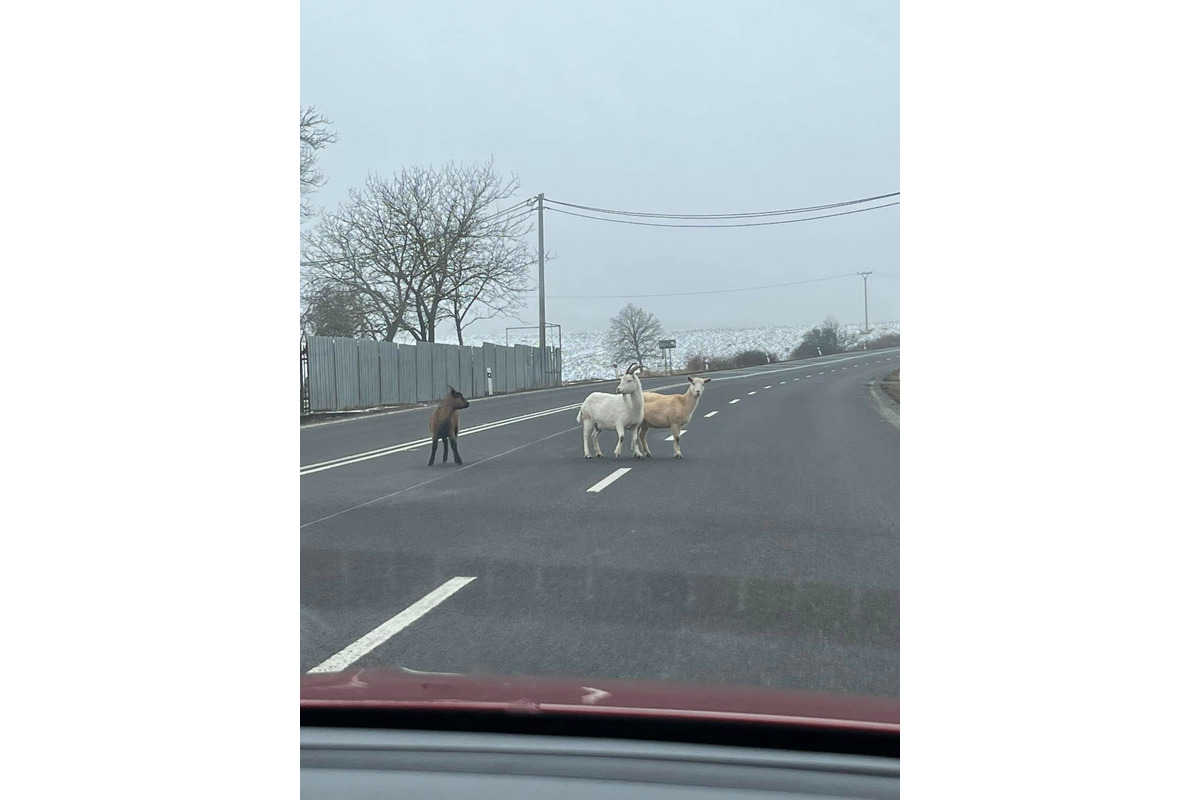 FOTO: Vodička bola vystavená milému pohľadu. Cestu jej skrížila kozia rodinka na prechádzke, foto 2