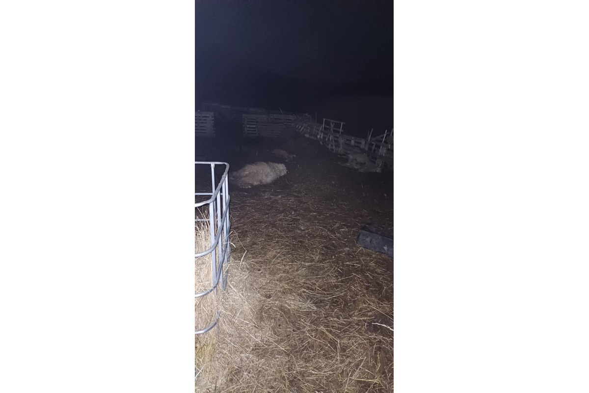 FOTO: Svorka psov strhla na východe Slovenska zvieratá, foto 1