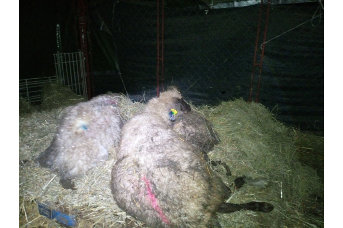 FOTO: Svorka psov strhla na východe Slovenska zvieratá, foto 2