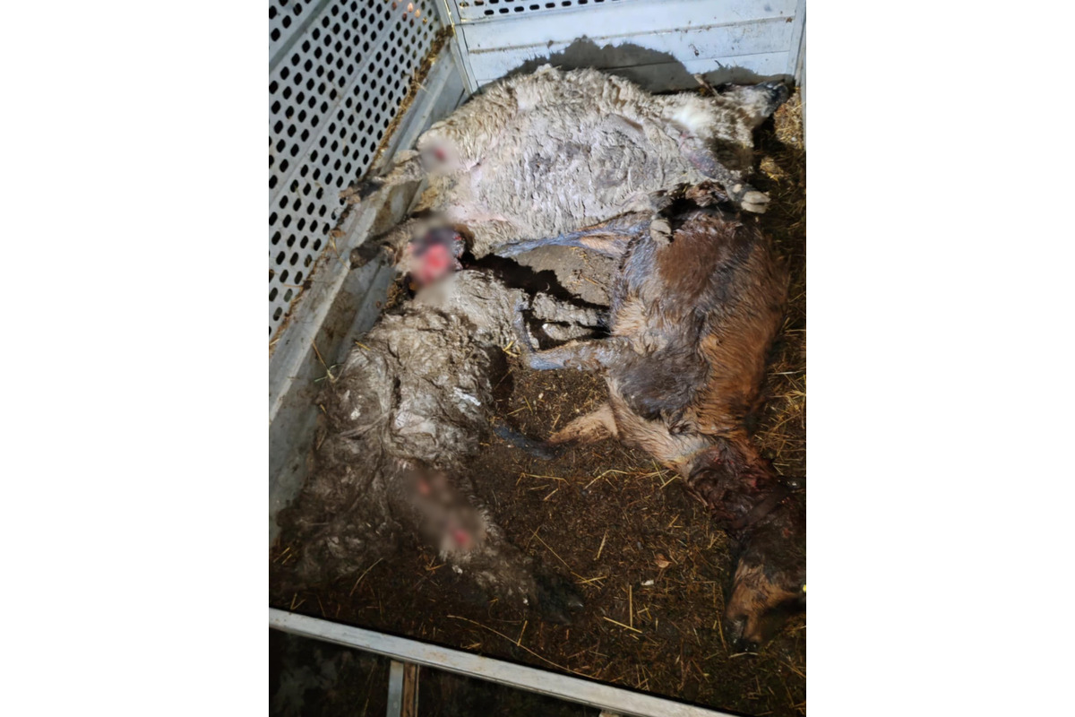 FOTO: Svorka psov strhla na východe Slovenska zvieratá, foto 3