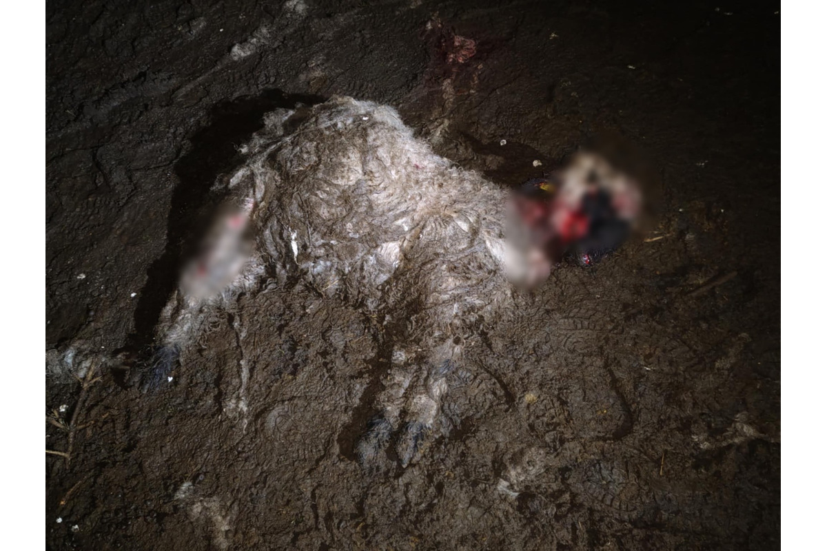 FOTO: Svorka psov strhla na východe Slovenska zvieratá, foto 4