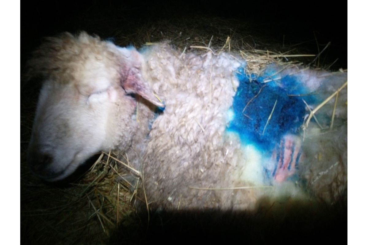 FOTO: Svorka psov strhla na východe Slovenska zvieratá, foto 5