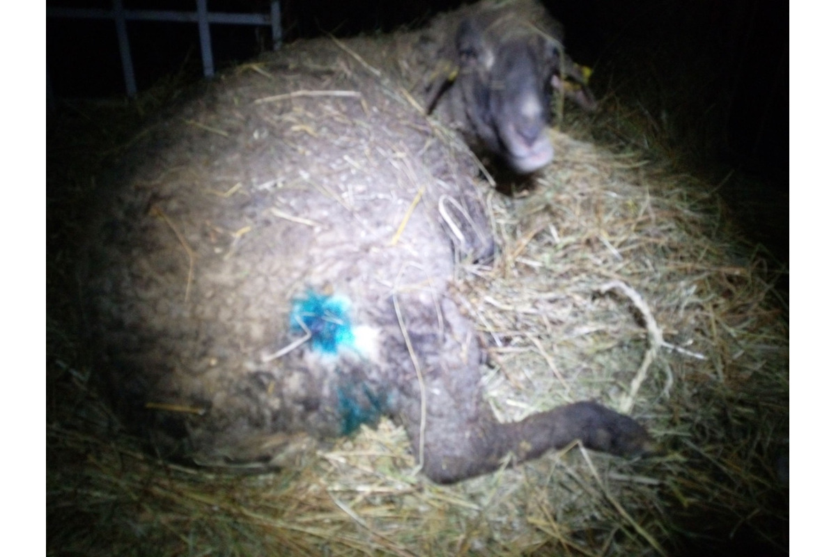 FOTO: Svorka psov strhla na východe Slovenska zvieratá, foto 6