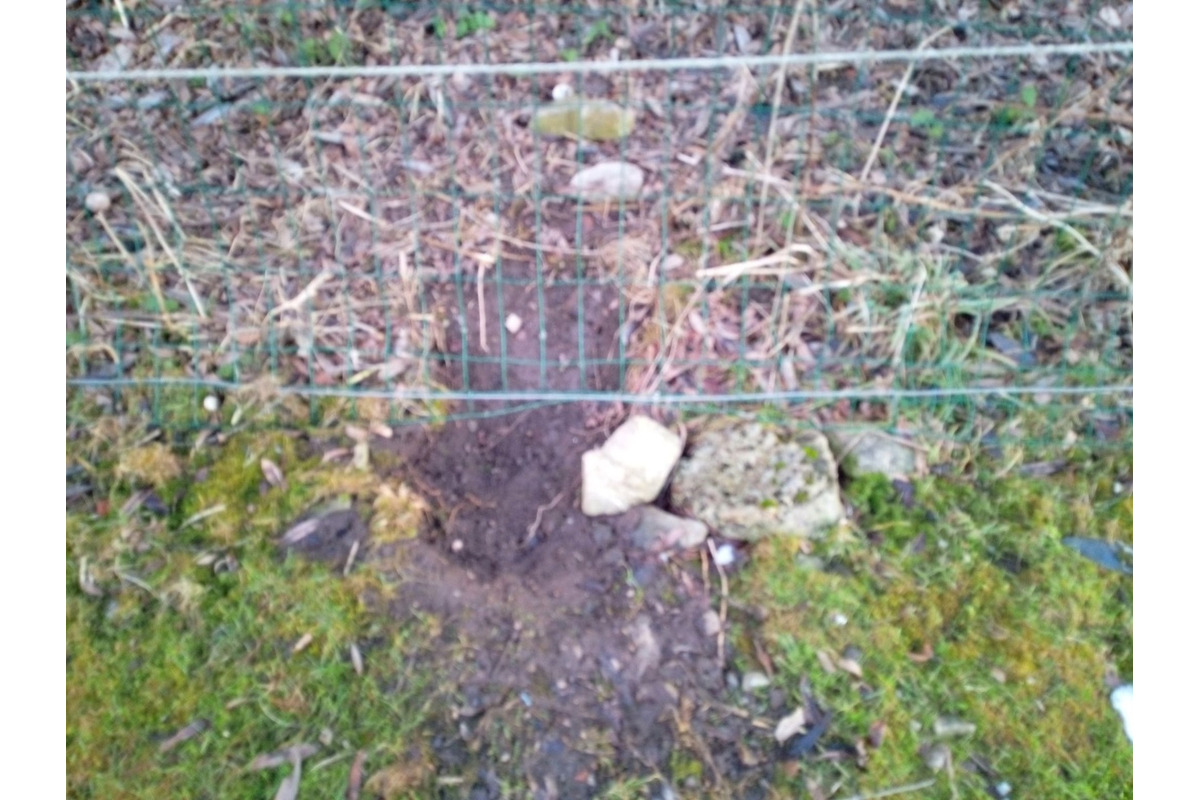 FOTO: Svorka psov strhla na východe Slovenska zvieratá, foto 7