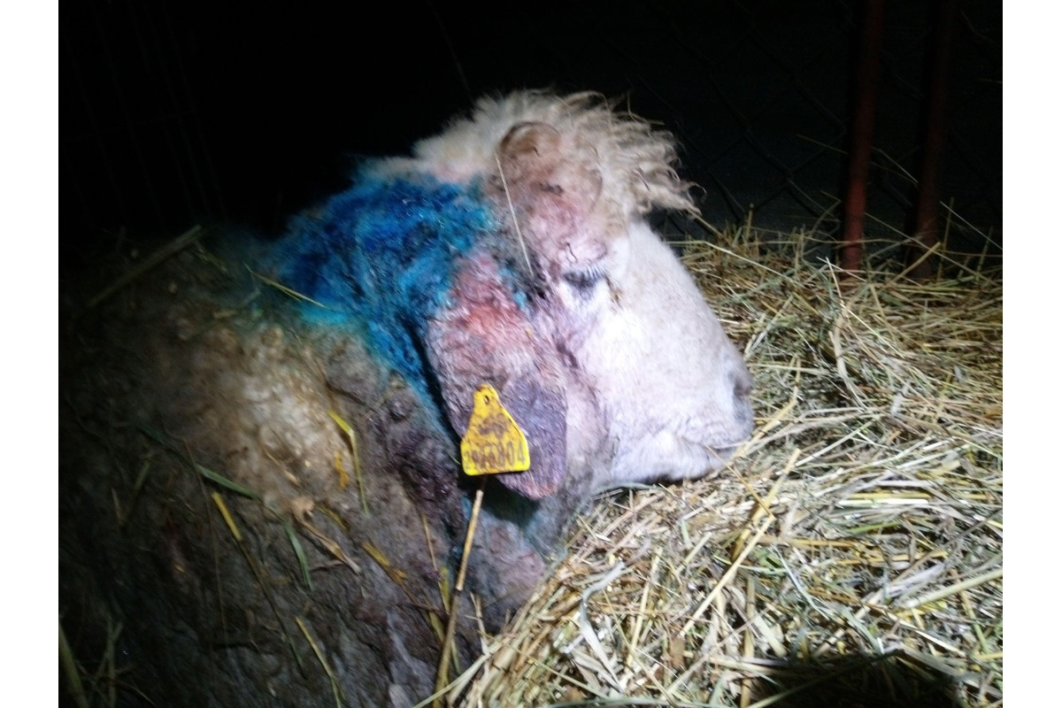 FOTO: Svorka psov strhla na východe Slovenska zvieratá, foto 8