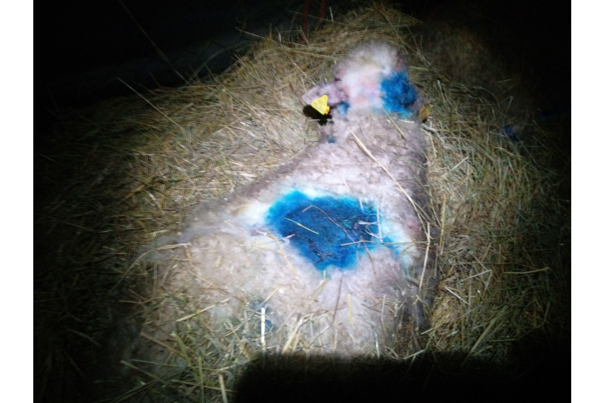 FOTO: Svorka psov strhla na východe Slovenska zvieratá, foto 9