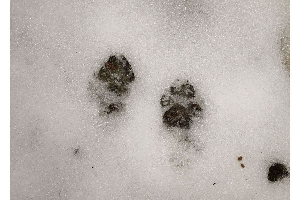 FOTO: Svorka psov strhla na východe Slovenska zvieratá, foto 14