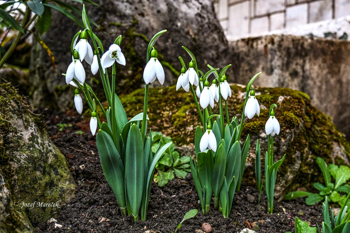 FOTO: Prvé snežienky sa v Košickom kraji objavili už v januári, foto 3