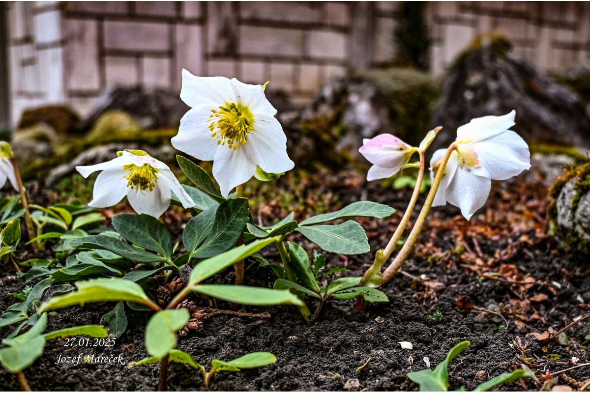 FOTO: Prvé snežienky sa v Košickom kraji objavili už v januári, foto 13