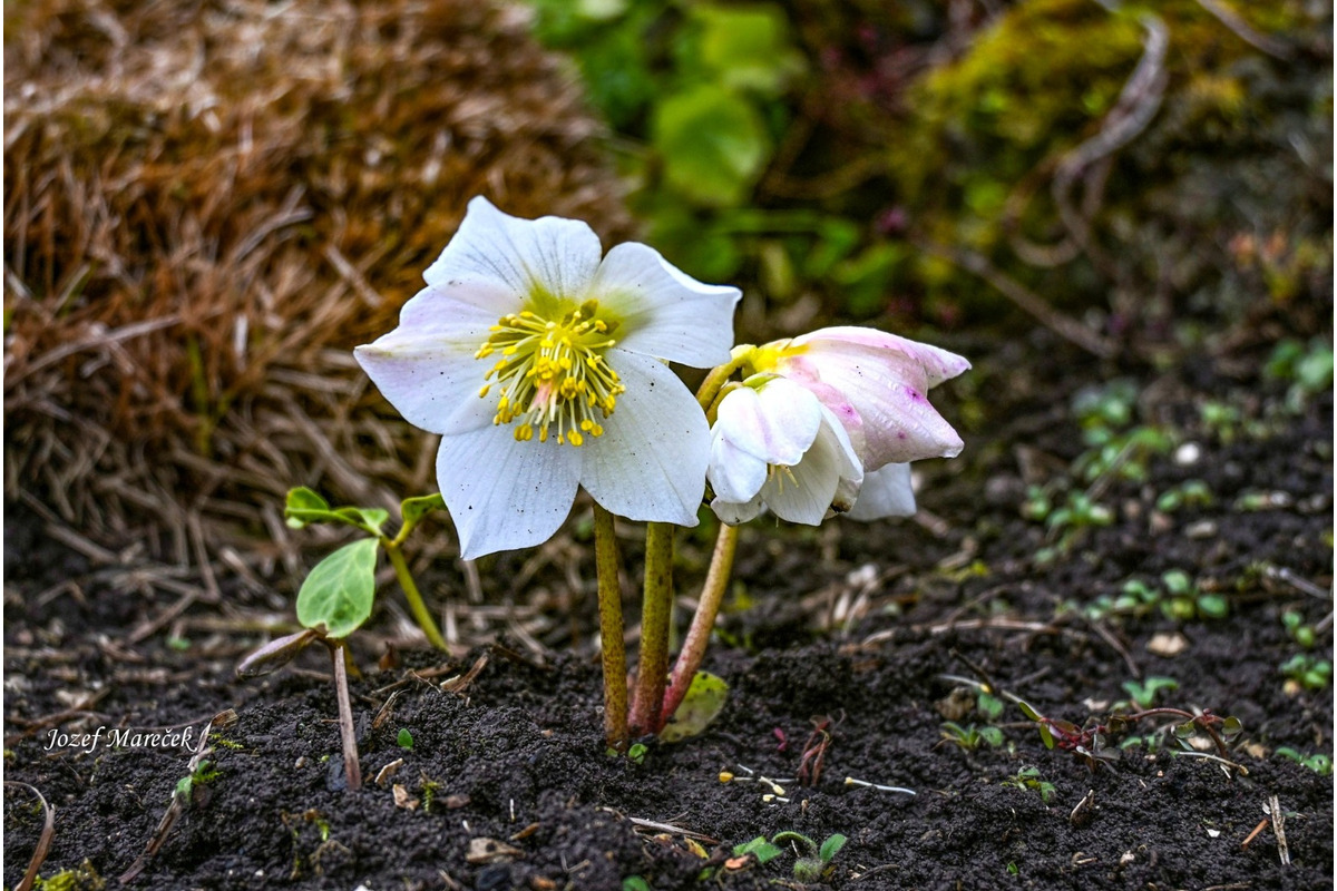 FOTO: Prvé snežienky sa v Košickom kraji objavili už v januári, foto 10