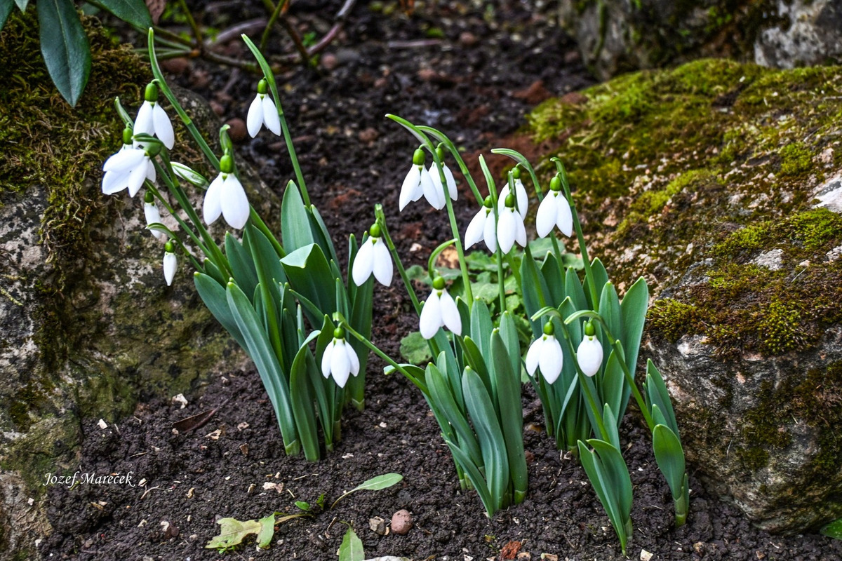 FOTO: Prvé snežienky sa v Košickom kraji objavili už v januári, foto 4