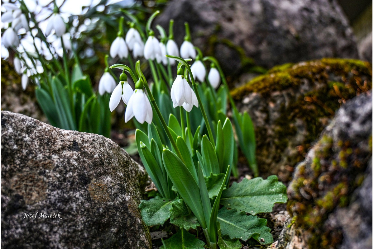 FOTO: Prvé snežienky sa v Košickom kraji objavili už v januári, foto 7