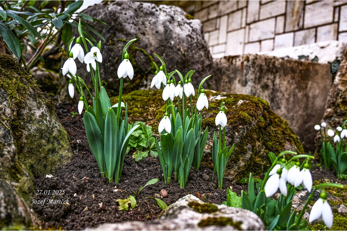 FOTO: Prvé snežienky sa v Košickom kraji objavili už v januári, foto 9