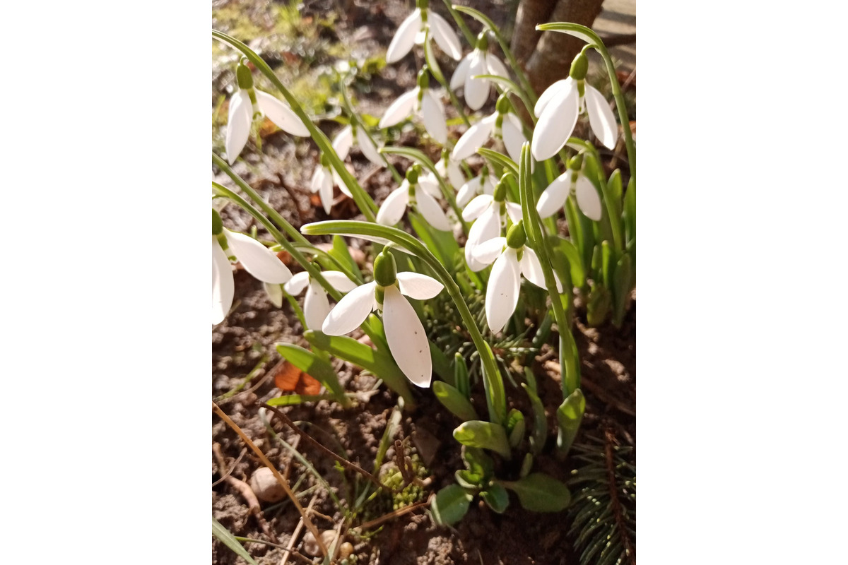 FOTO: Prvé snežienky sa v Košickom kraji objavili už v januári, foto 2