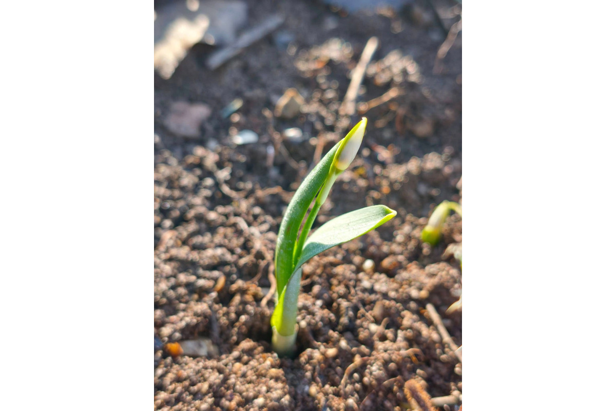 FOTO: Prvé snežienky sa v Košickom kraji objavili už v januári, foto 12