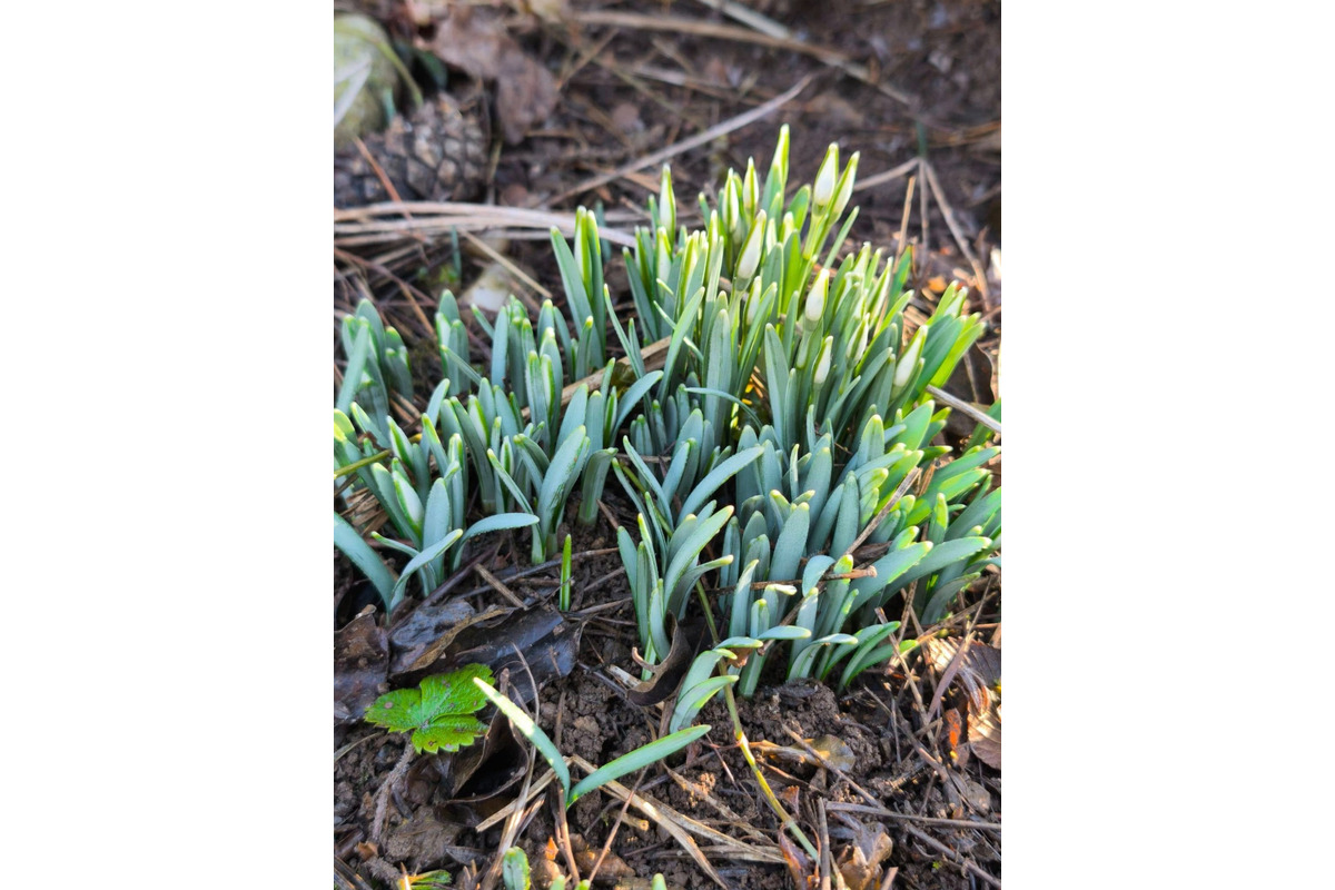 FOTO: Prvé snežienky sa v Košickom kraji objavili už v januári, foto 8