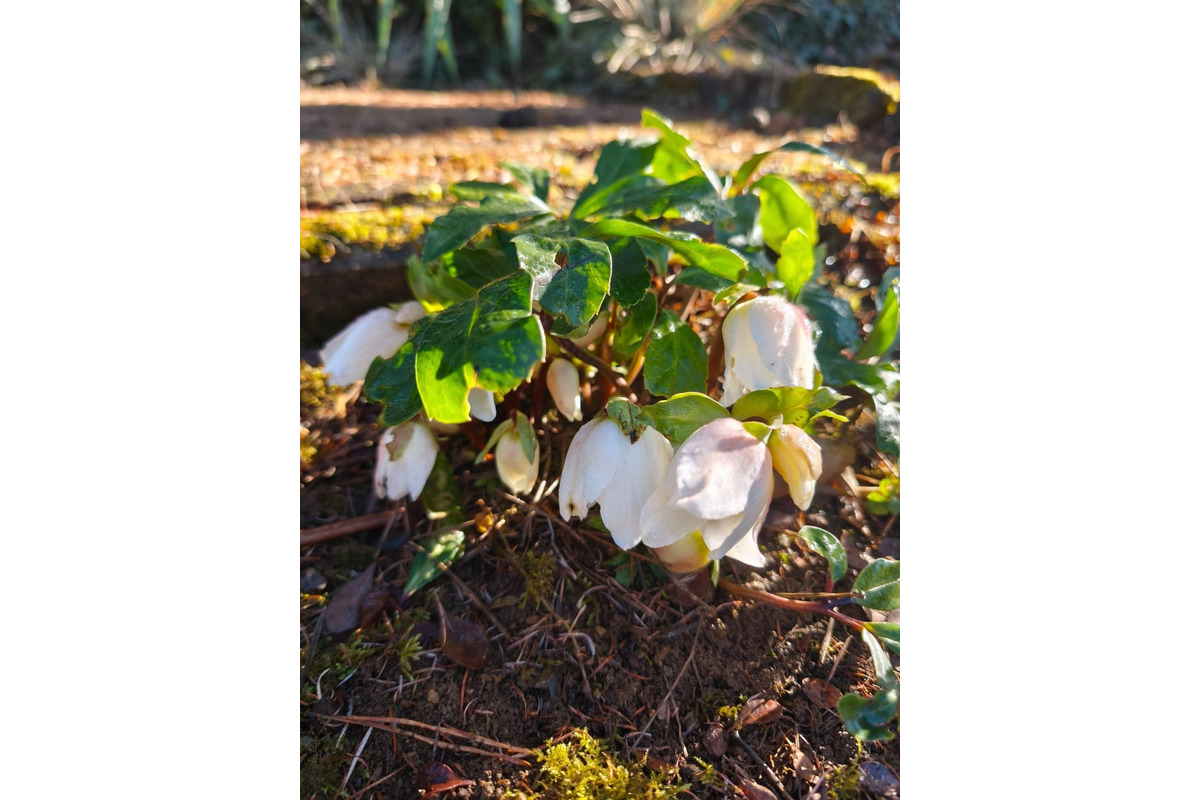 FOTO: Prvé snežienky sa v Košickom kraji objavili už v januári, foto 5