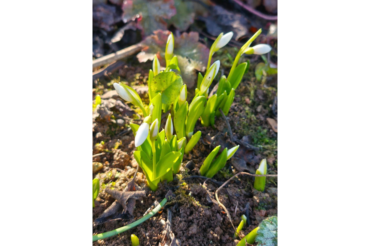 FOTO: Prvé snežienky sa v Košickom kraji objavili už v januári, foto 6