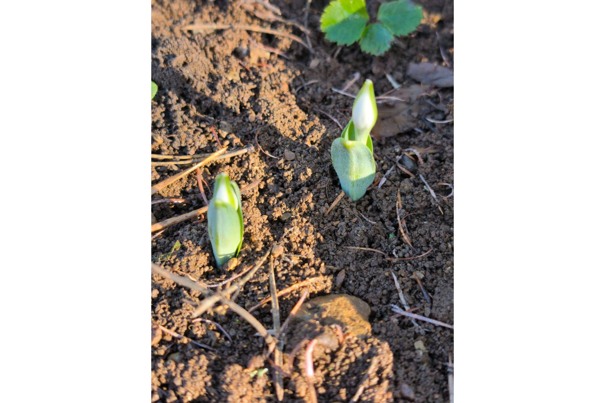 FOTO: Prvé snežienky sa v Košickom kraji objavili už v januári, foto 11
